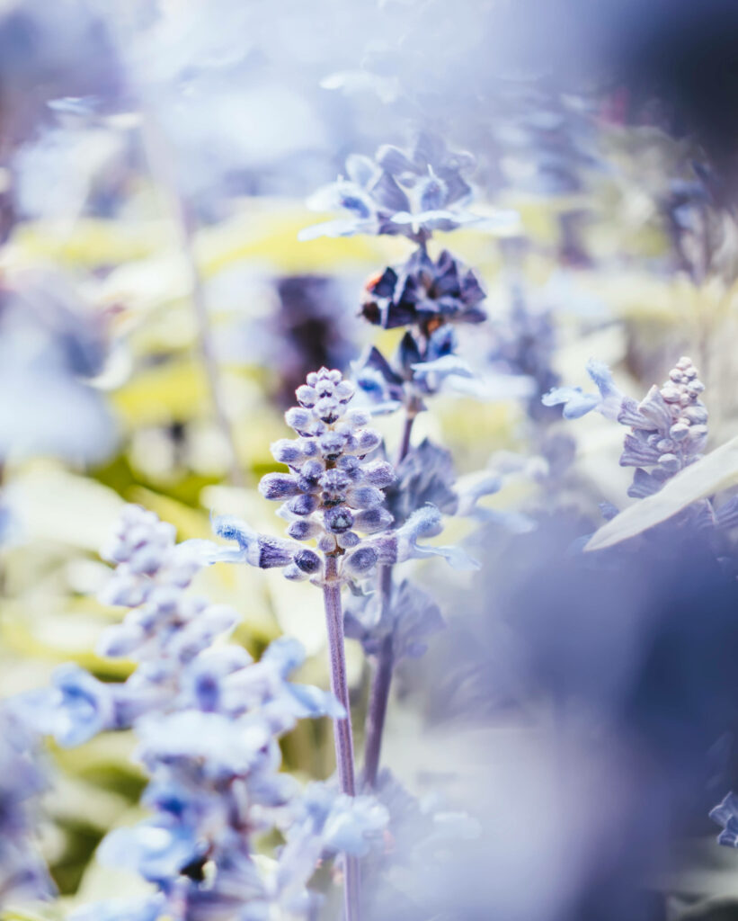 Blooming Beauty: A Captivating Floral Android Wallpaper