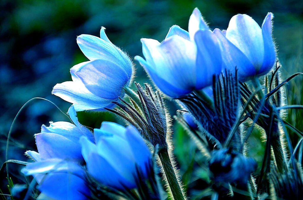 Vibrant Blue Luminescent Flower Wallpaper on Dark Background
