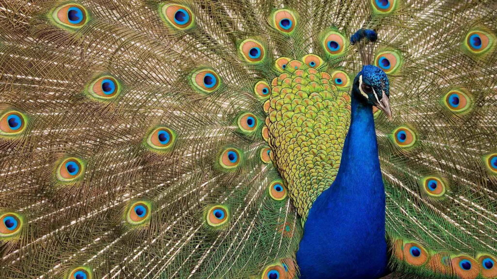 The Majestic Beauty: A Striking Blue Peacock Feather Captured in HD Wallpaper