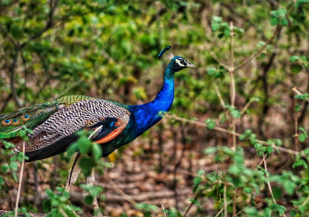 Nature's Majestic Art: HD Wallpaper featuring a Vibrant Blue Peacock Perched on a Rustic Tree Branch