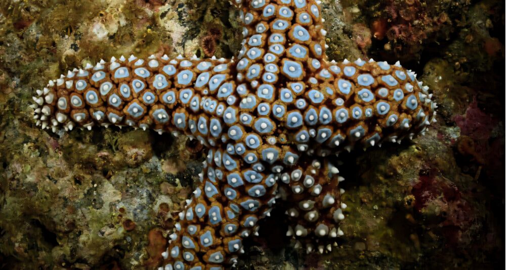 Blue Ringed Starfish on textured rocky seabed with vivid blue spots and natural marine patterns Wallpaper