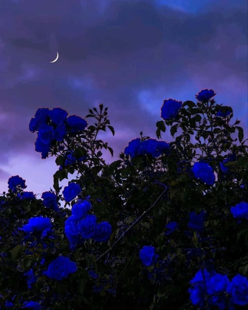 Serene Blue Roses Against a Dramatic Sky with Crescent Moon Backdrop Wallpaper