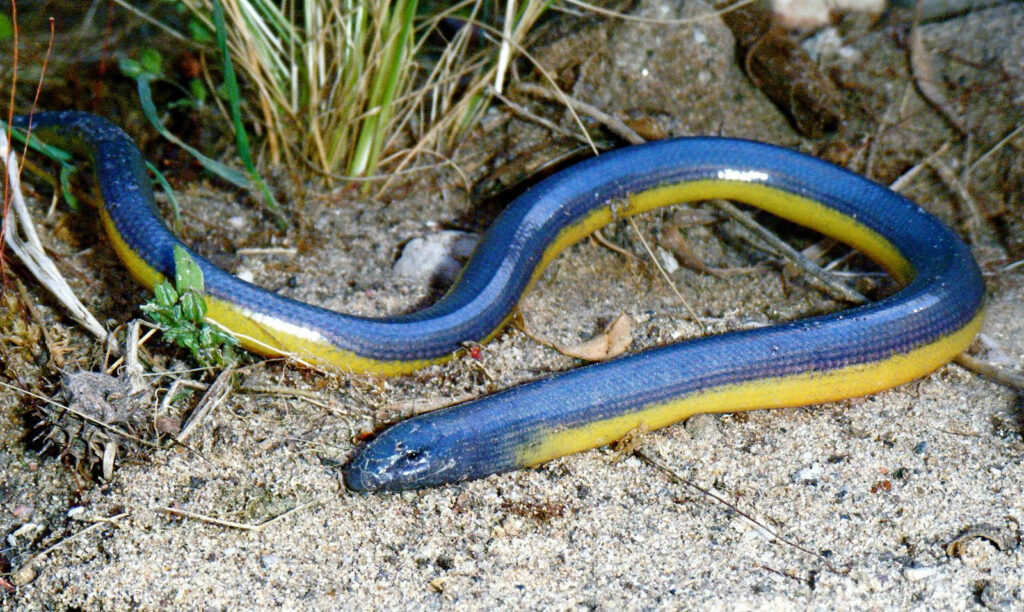 Blue-Scaled California Legless Glass Lizard in Natural Habitat Wallpaper