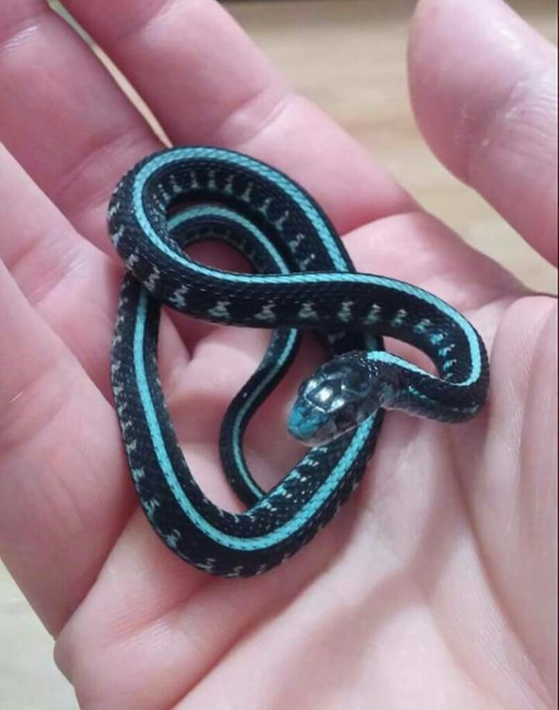 Blue-Striped Garter Snake Coiled in Hand: Striking Wallpaper
