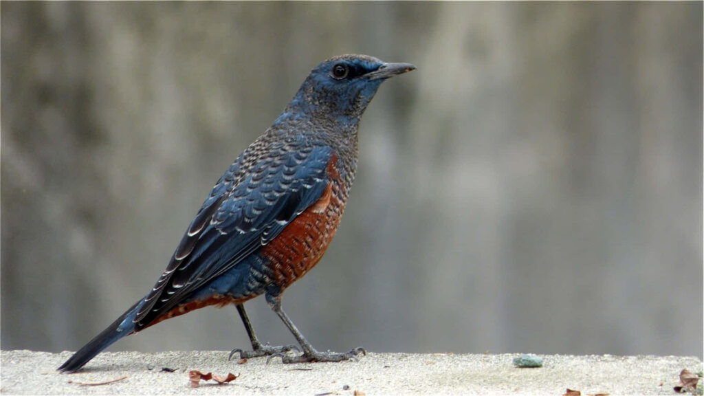 Blue Thrush Bird Wallpaper: Striking Blue & Rust Plumage Design