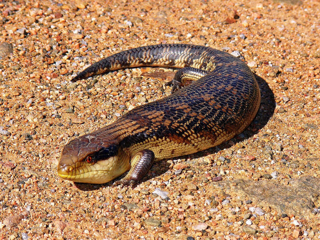 Blue Tongue Lizard Basking on Earthy Texture Wallpaper