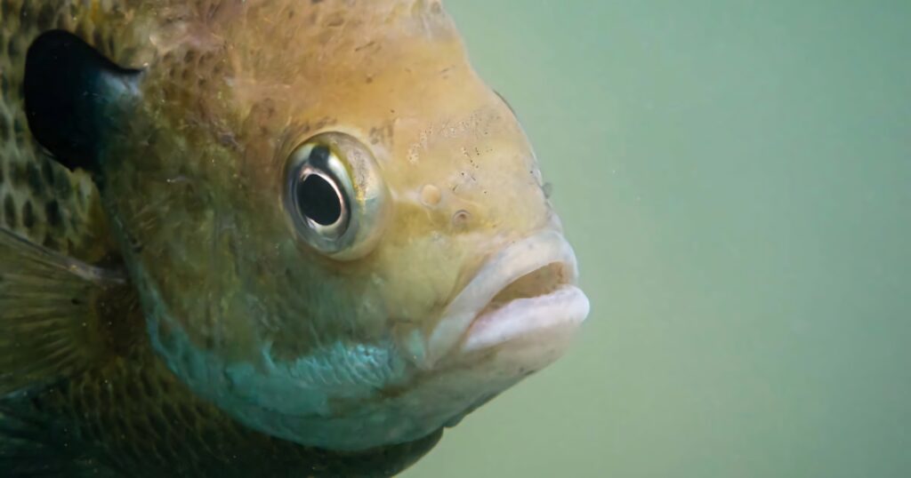 Close-up underwater view of bluegill fish showcasing detailed scales and natural colors wallpaper