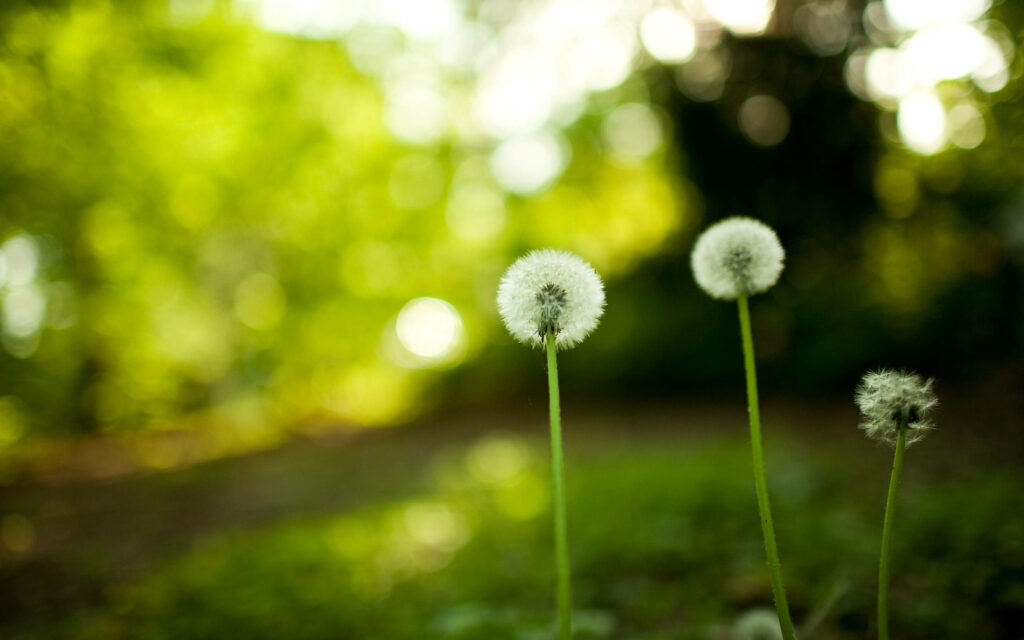 Whimsical Forest Dreams: A Dslr Blur Wallpaper of Dandelions and Nature