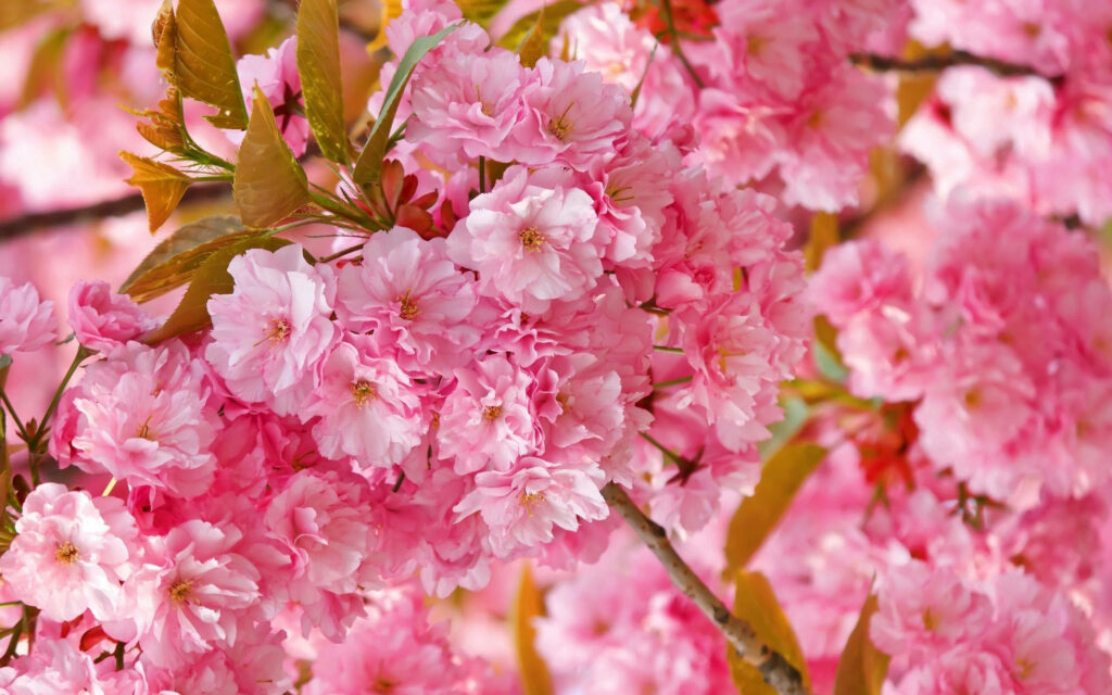 Double-petaled pink cherry blossoms in full bloom on branches with soft natural spring light Wallpaper