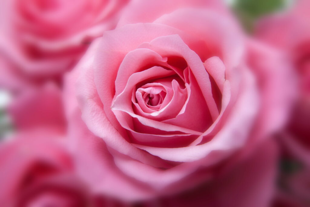 Rosy Elegance: A Stunning Pink Rose Blossom in 4K Wallpaper
