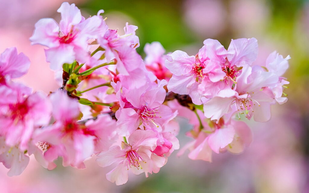 Blooming Delight: Captivating Cherry Blossoms in HD Spring Wallpaper