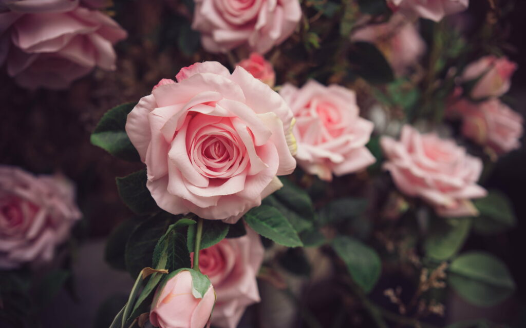 Pink Perfection: Captivating Roses Blossoming in a Radiant Floral Tapestry Wallpaper