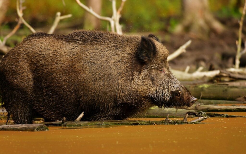 Rustic Boar Wallpaper: Majestic Pig in Muddy Earthy Landscape