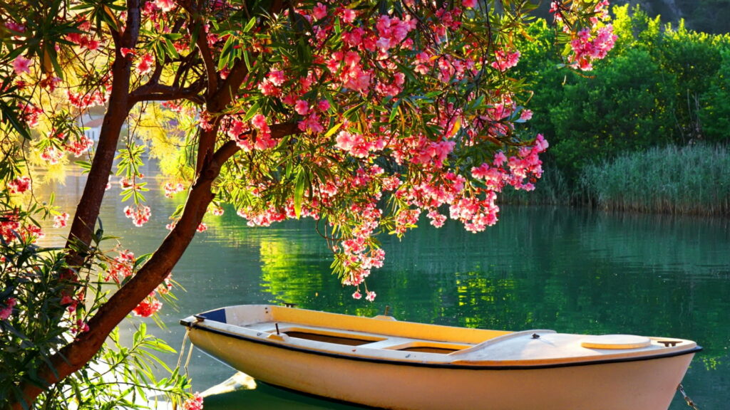 A Serene Journey Through Cherry Blossom Paradise: HD Wallpaper Capturing Nature's Blissful Boat and Blossoms