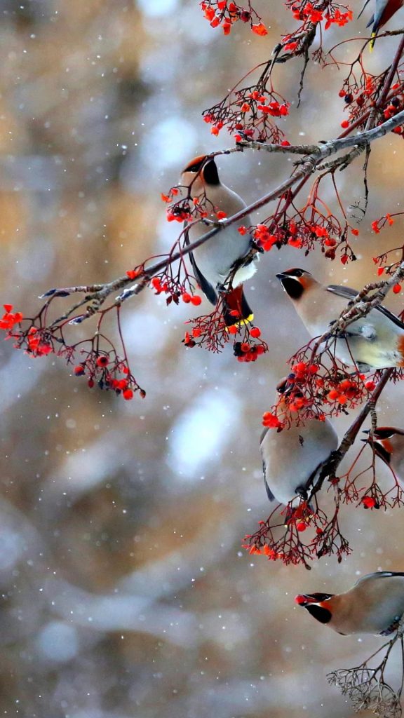 Bohemian Waxwings feeding on red berries in snowy winter HD nature phone wallpaper background