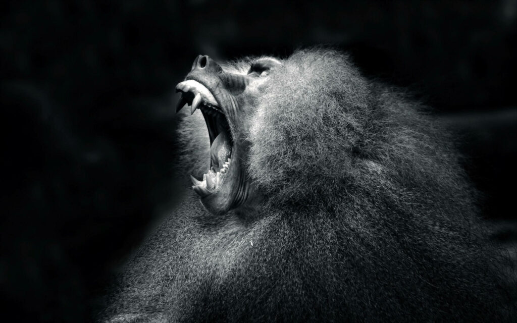 Mid-Roar Monkey Wallpaper: Bold Black & White Imagery