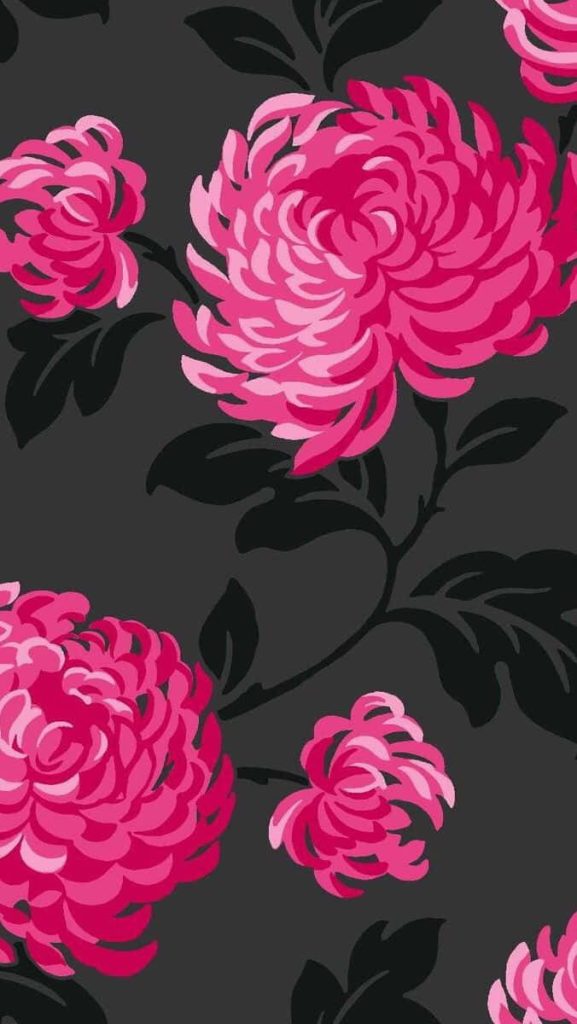 Bold floral wallpaper with vibrant hot pink chrysanthemums on a dramatic black background