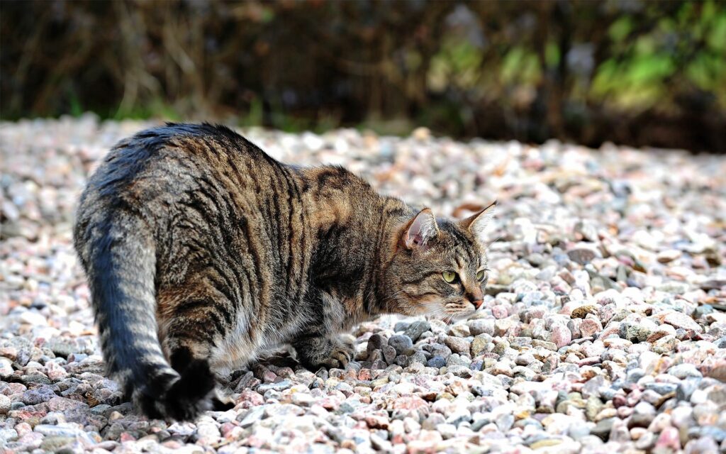 Bold Spotted Cat Prowls on Rocks - Stunning 1920x1200 Wallpaper