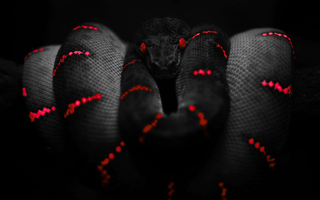 Vibrant Black and Red Snake Dark Background Wallpaper