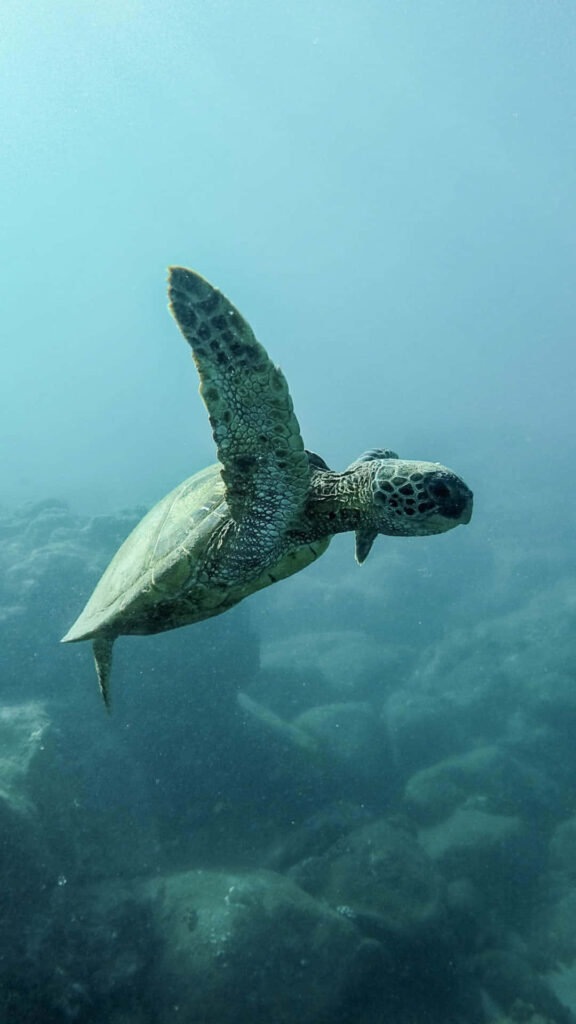Vibrant Turtle-Inspired iPhone HD Wallpaper