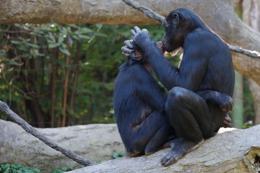 Two bonobos grooming on tree branch in lush forest capturing social bonding moment wallpaper