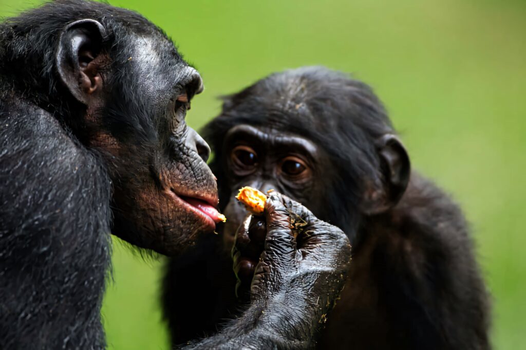 Two bonobos sharing food showing empathy and social bonding in a natural green setting wallpaper