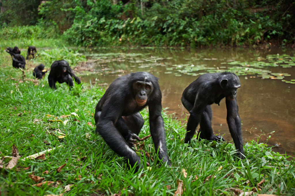 Group of bonobos walking by lush riverside forest with soft sunlight wildlife wallpaper background