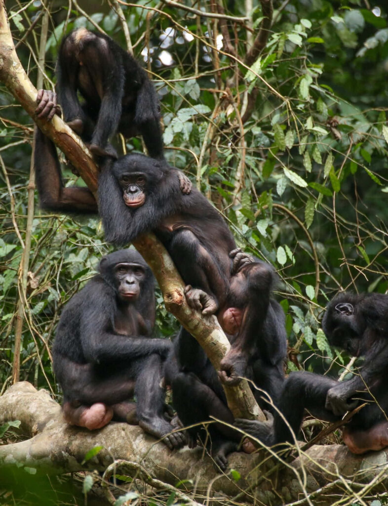 Bonobos relaxing on tree branches in lush green rainforest natural habitat wallpaper background