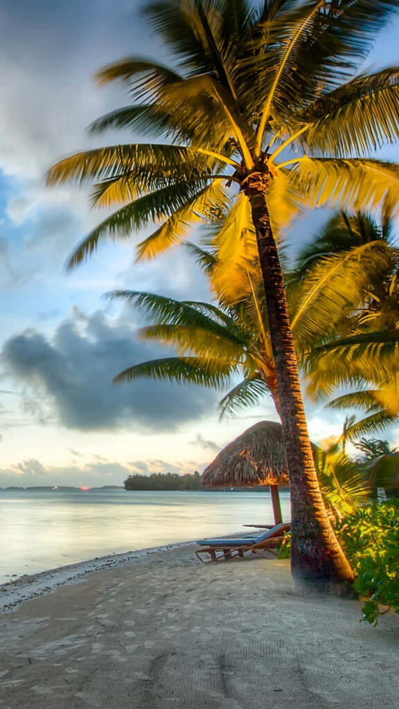 Bora Bora beach wallpaper with palm trees soft sand turquoise water and peaceful evening sky
