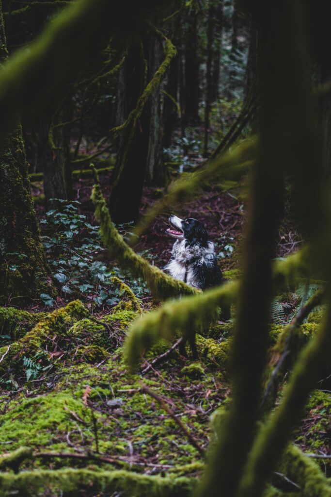 Serene Border Collie in Lush Green Forest - High-Resolution Wallpaper