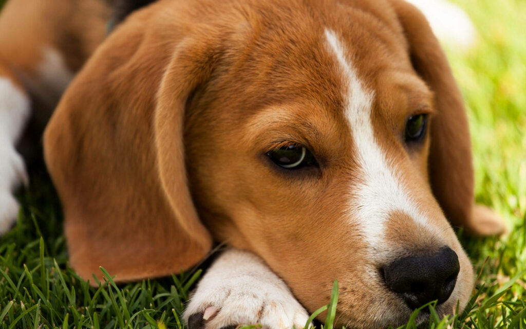 Bored Beagle Close-Up: Serene Wallpaper Background for Your Screen