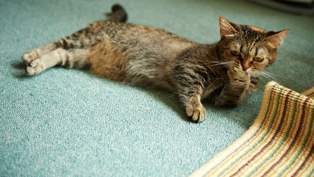 Boss Cat Paws: Relaxed Tabby Cat Lounging on Carpet Background Wallpaper