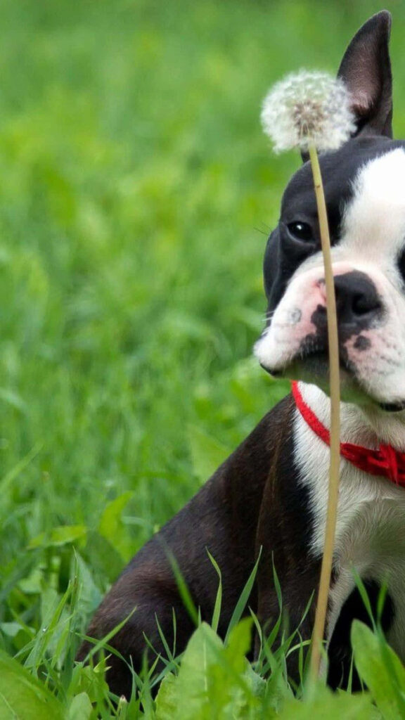 Curious Boston Terrier Sniffs Dandelion in Lush Green Background Wallpaper