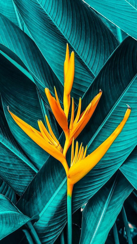 Lush Greenery: Refreshing Plants iPhone Background Wallpaper
