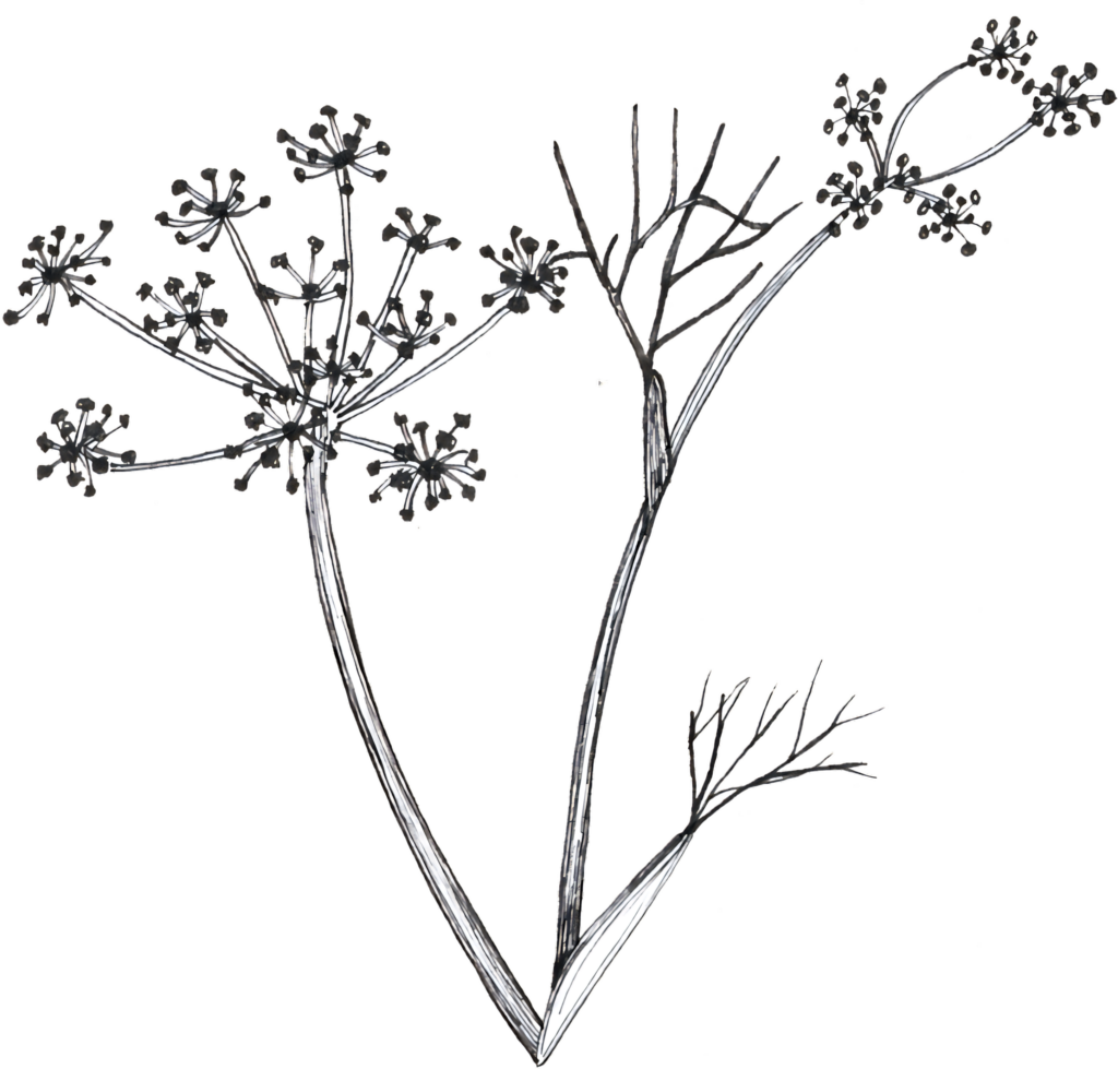 Elegant Botanical Sketch Wallpaper on Transparent Background