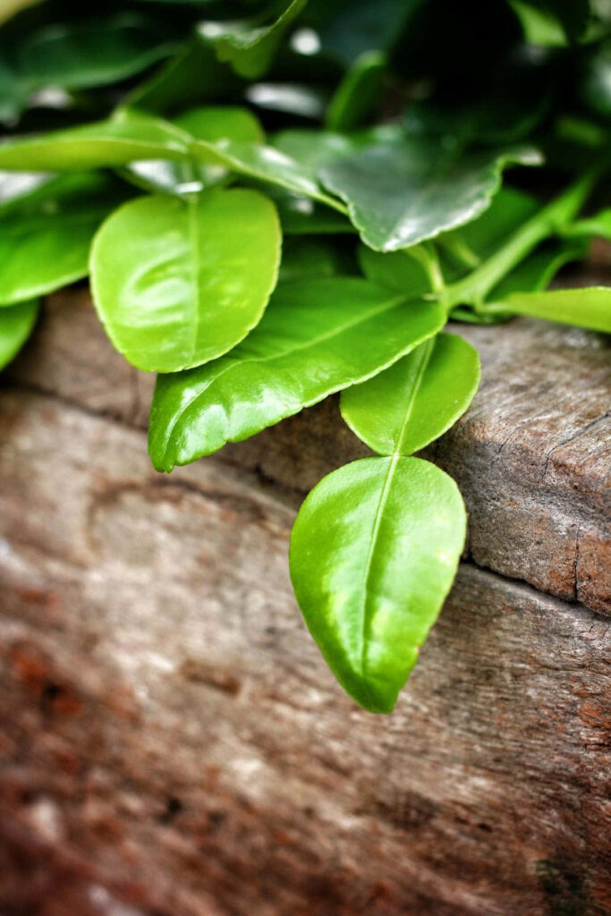 Enchanting Close-up: Kaffir Lime's Luxuriant Green Leaves Gracefully Adorn an Exquisite Branch Wallpaper