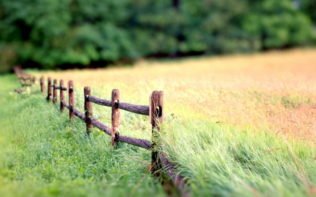 Faded Boundaries: A Mesmerizing Blur of an Overgrown Field with a Weathered Fence Wallpaper