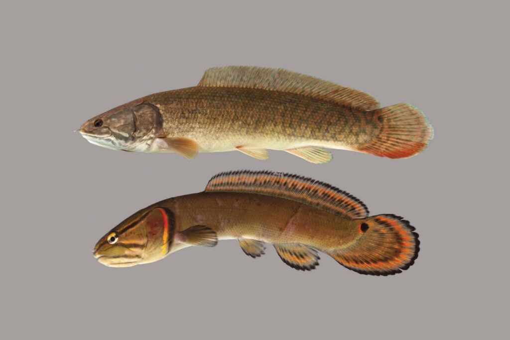 Detailed Bowfin fish duo with realistic fins and scale textures on grey aquatic wallpaper background
