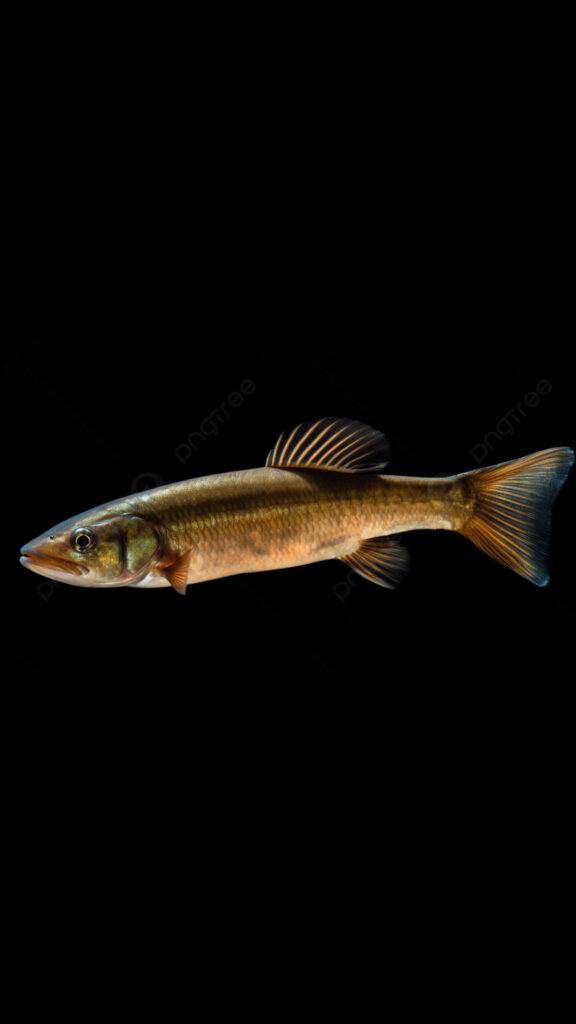 Realistic bowfin fish with textured scales and earthy tones on black background high resolution Wallpaper