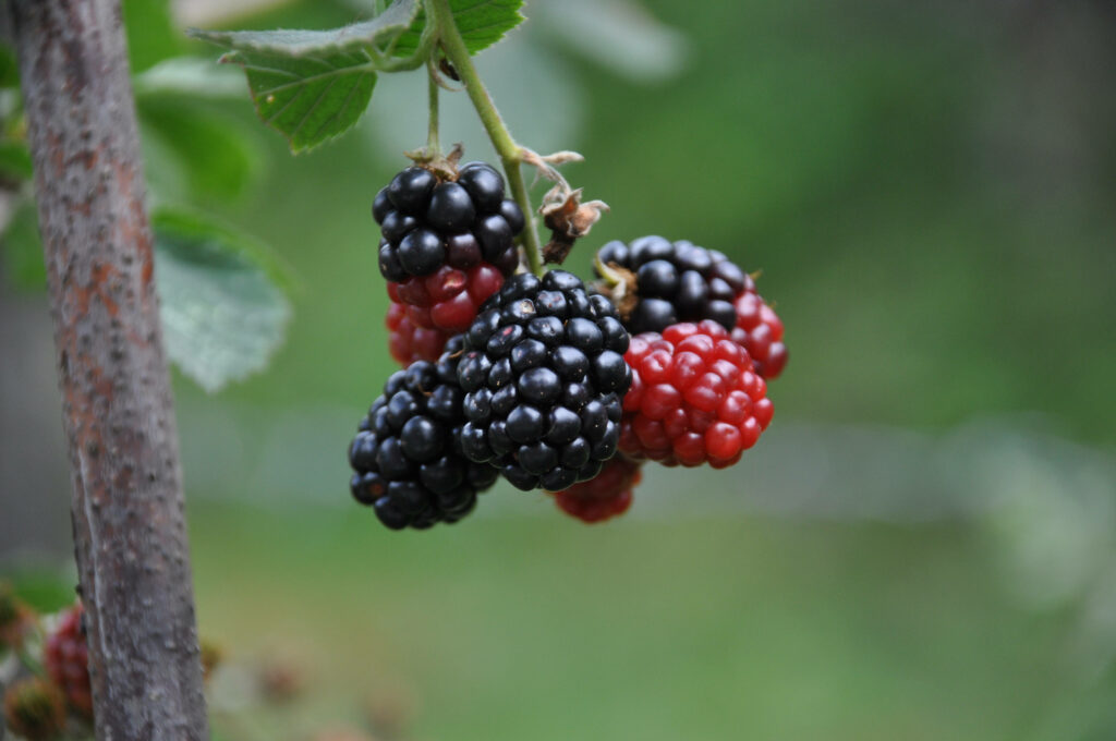 Close-up of ripe and unripe glossy boysenberries on vine with deep purple and red hues outdoors Wallpaper