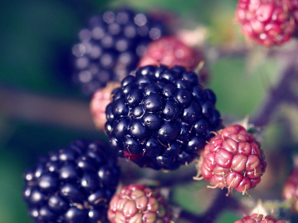 Close-up of ripe glossy boysenberries clustered with vibrant purple and red hues wallpaper background