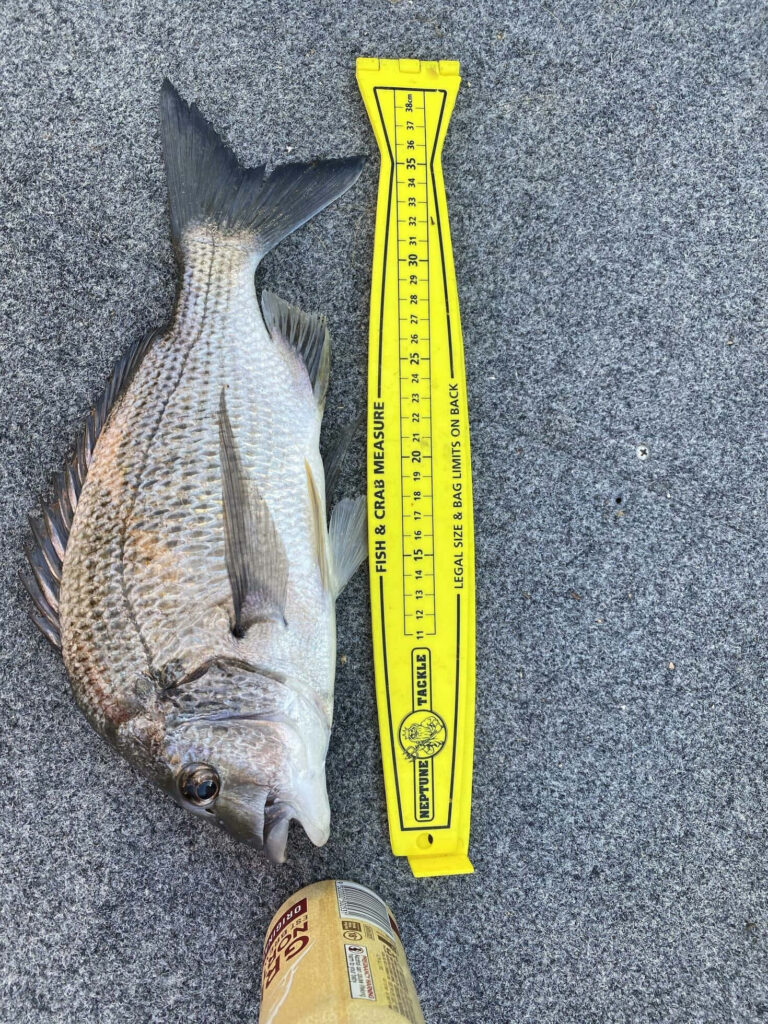 Freshly caught bream fish with yellow measuring tool and crab on textured gray surface outdoor wallpaper