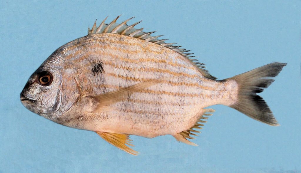 Side view of Bream fish wallpaper with silver gold scales and dorsal spines on blue background