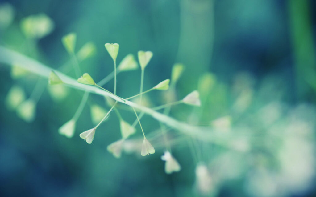Enchanting Macro Plant: A Stunning High-Definition Wallpaper