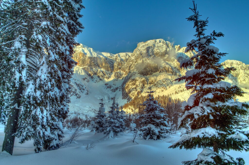 Winter scene Austrian Alps snow-covered spruce trees sunlit mountains blue sky wallpaper background