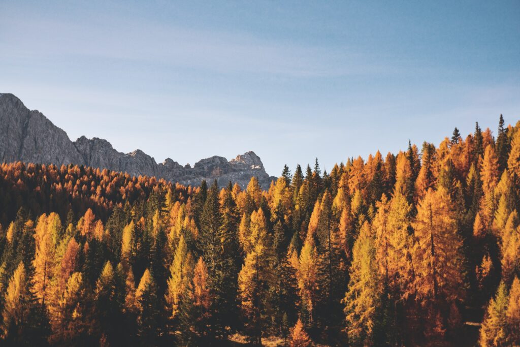 Autumn landscape with vibrant orange trees rolling hills and rugged mountains under blue sky wallpaper