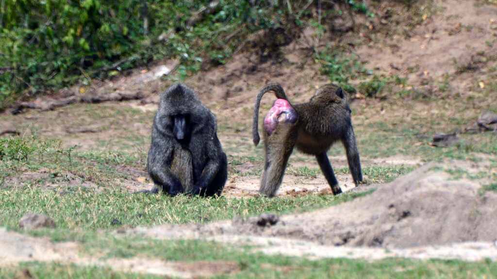 Baboons in Nature: Captivating Wallpaper of Wild Beauty and Serenity
