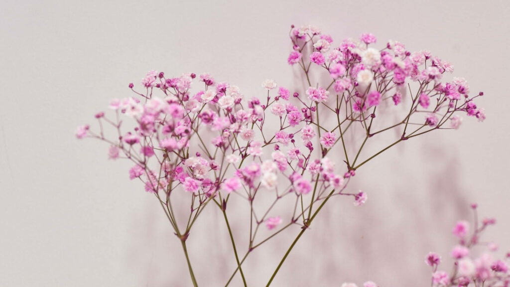 Delicate Baby's Breath Blooms on Sweet Baby Pink Backdrop Wallpaper