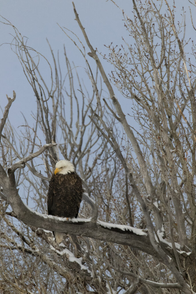 Majestic Bald Eagle on Bare Branch Against Blue Sky Wallpaper