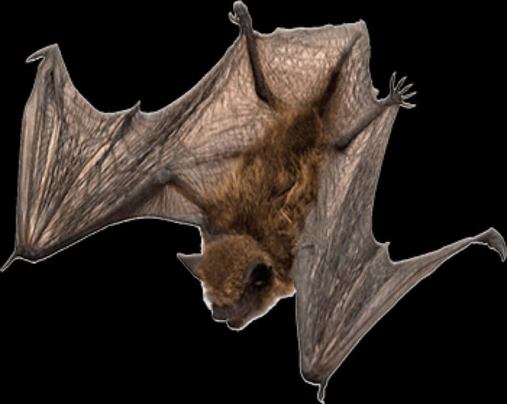 Detailed Bat in Flight with Wings Spread - Transparent Background Wallpaper